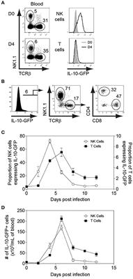 Natural Killer Cell-Derived IL-10 Prevents Liver Damage During Sustained Murine Cytomegalovirus Infection